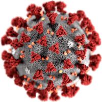 Image of COVID-19 Virus